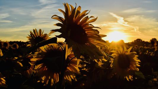 Bruern Sunflower Fields