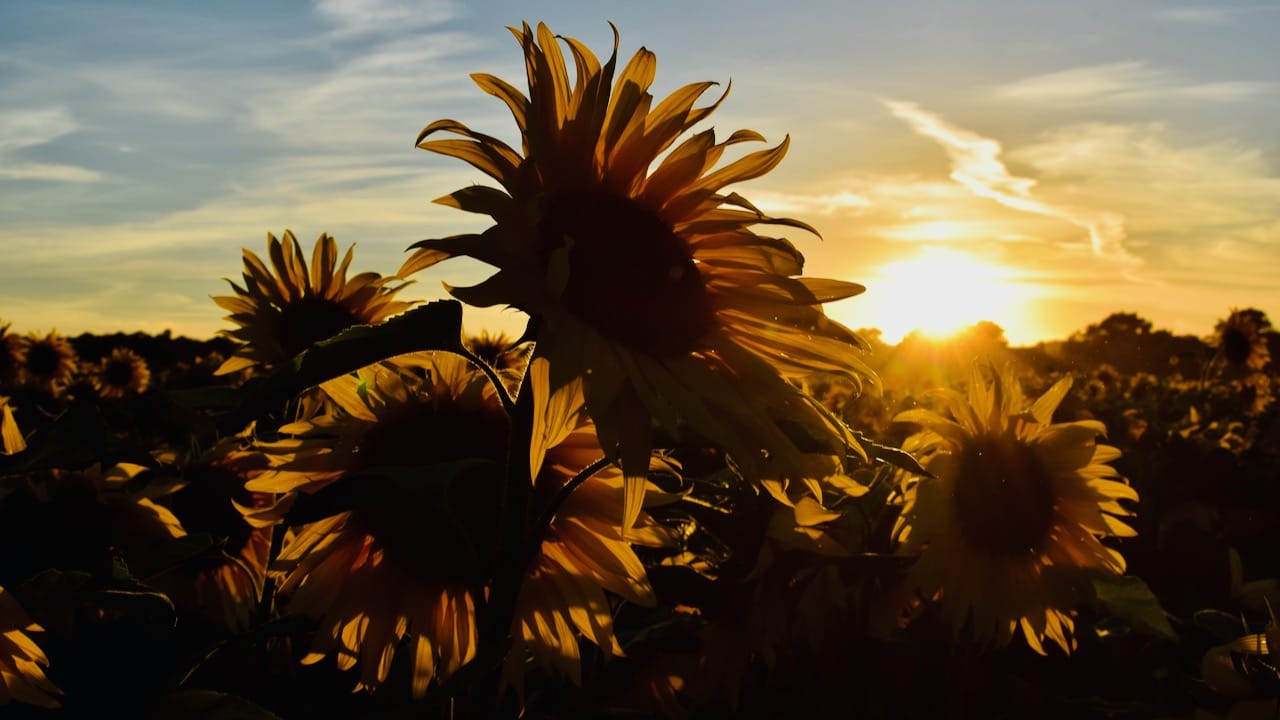 Bruern Sunflower Fields, United Kingdom