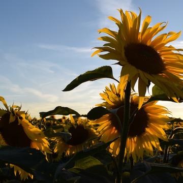 Bruern Sunflower Fields, United Kingdom