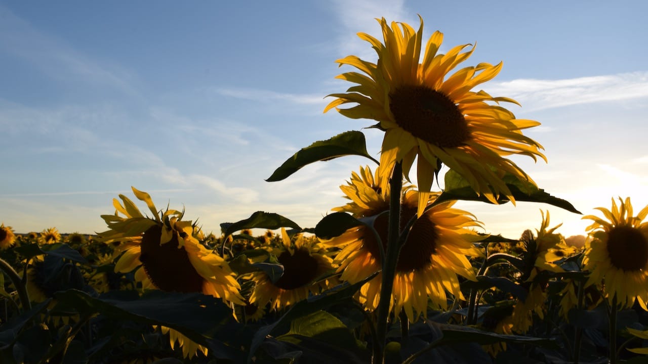 Bruern Sunflower Fields, United Kingdom