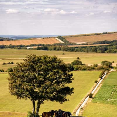 Cissbury Ring horses, United Kingdom