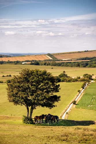 Cissbury Ring horses
