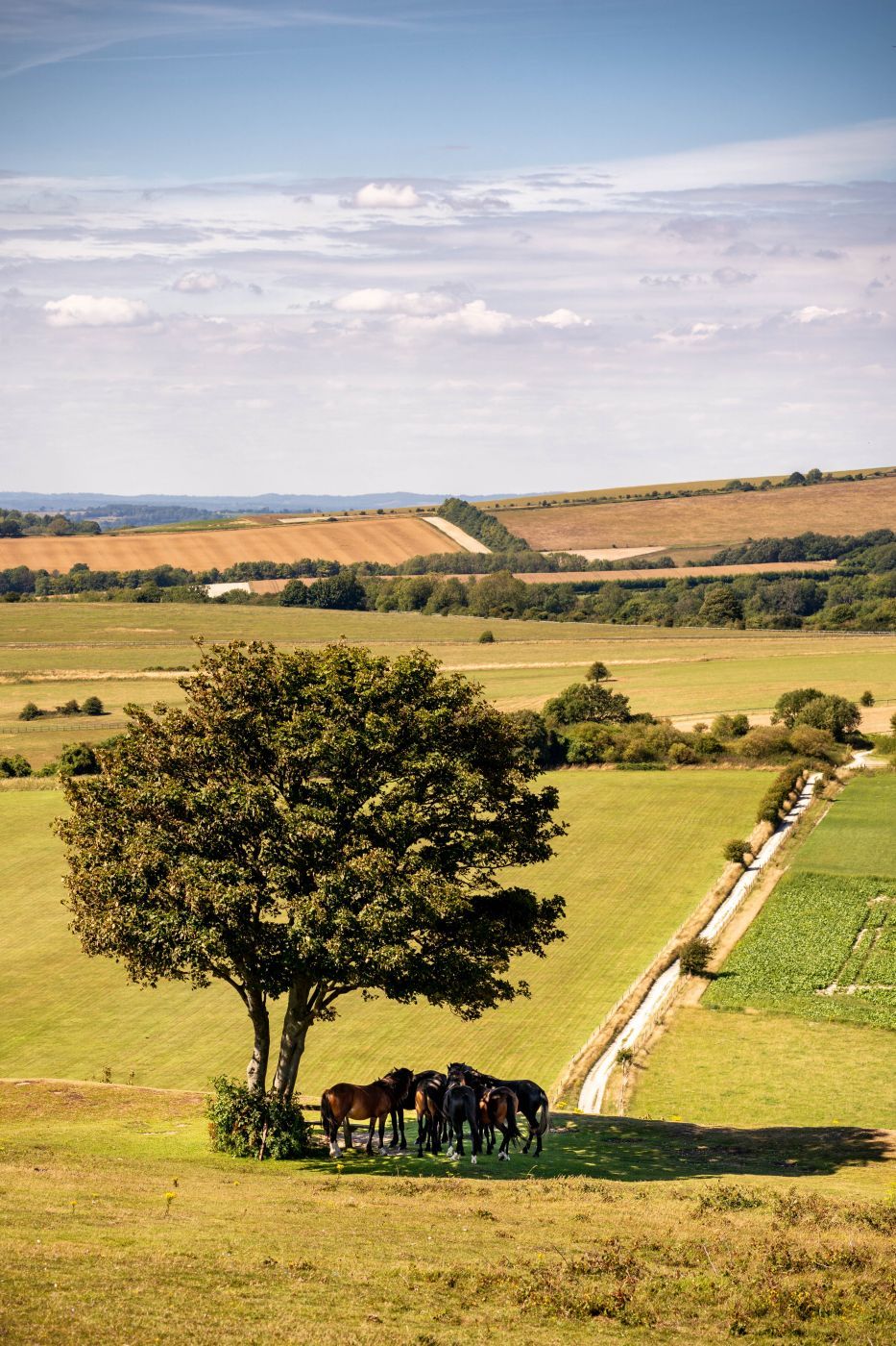 Cissbury Ring horses, United Kingdom