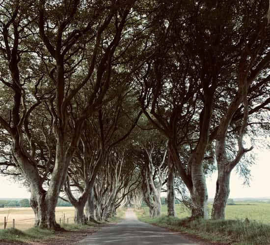 The Dark Hedges (Road)