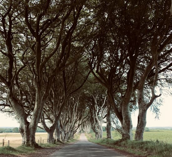 Dark Hedges