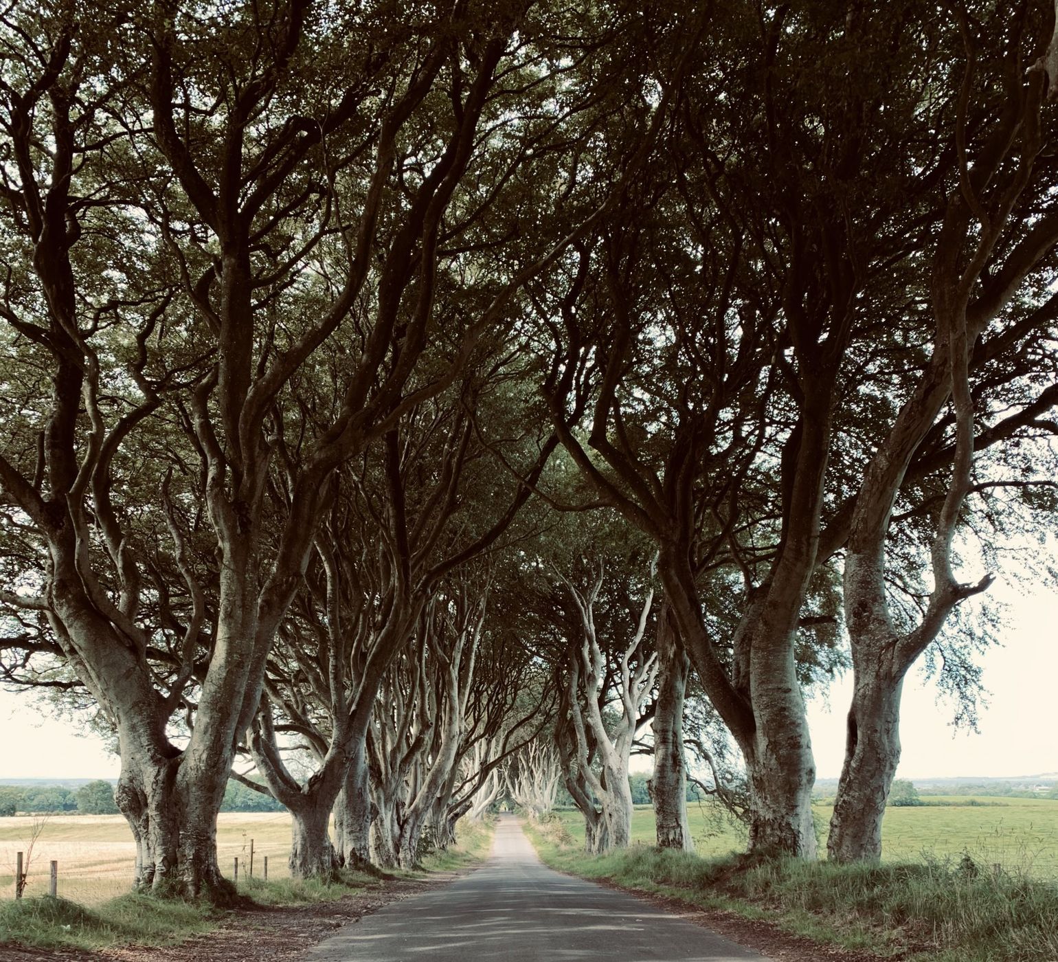 The Dark Hedges (Road), United Kingdom