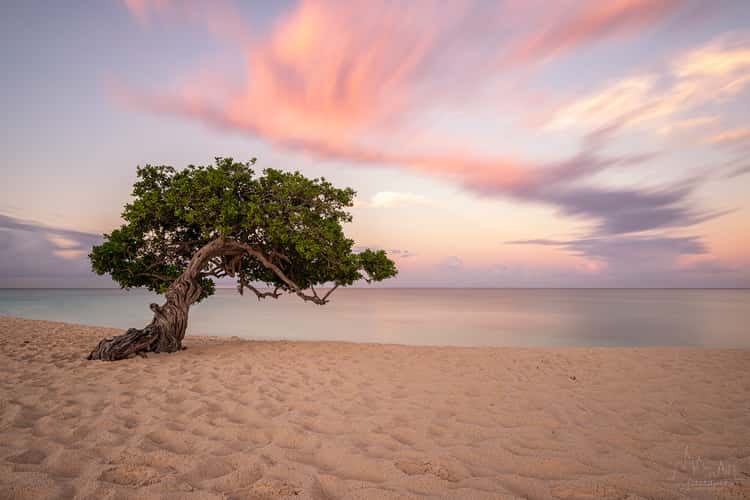 Fofoti Trees at the beach