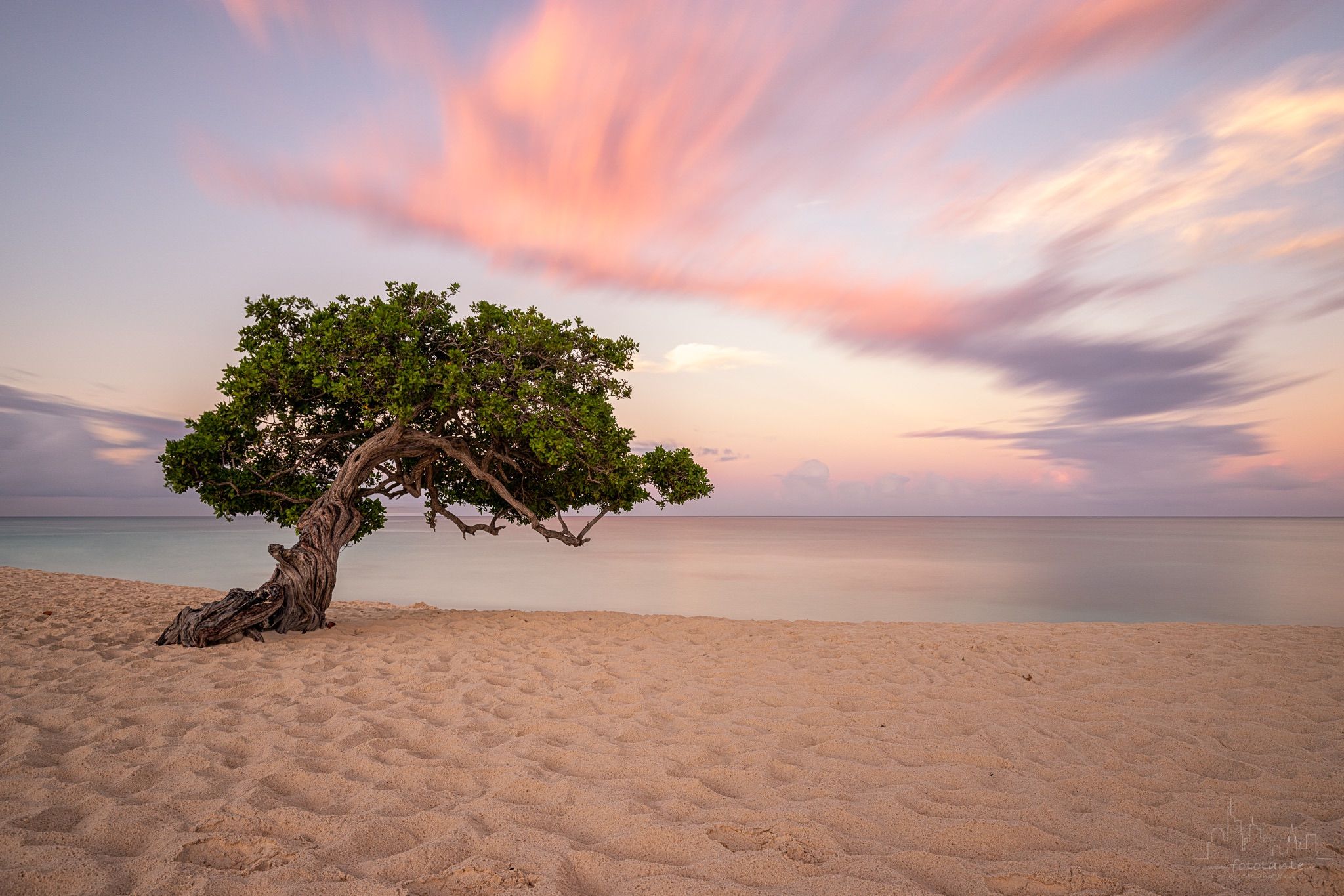 Fofoti Trees at the beach, Aruba