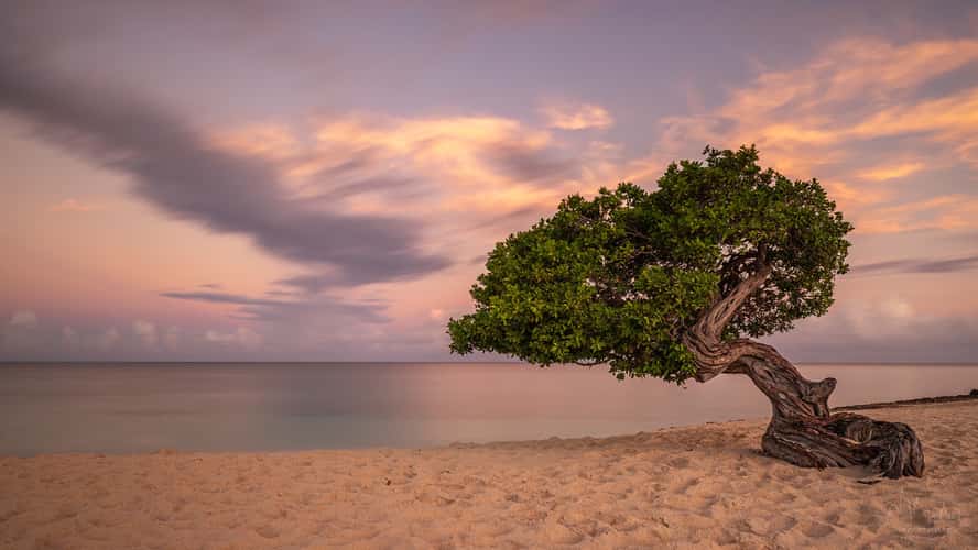Fofoti Trees at the beach