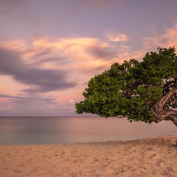 Divi Tree at the beach, Aruba