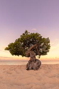 Divi Tree at the beach