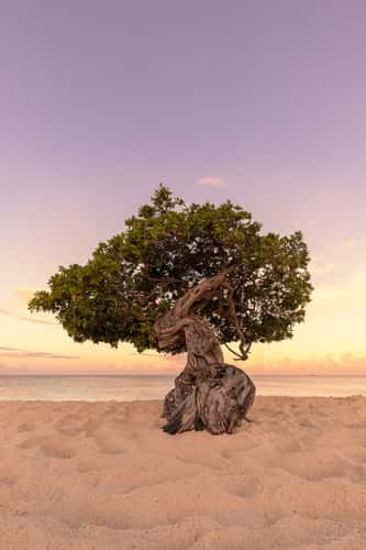 Fofoti Trees at the beach