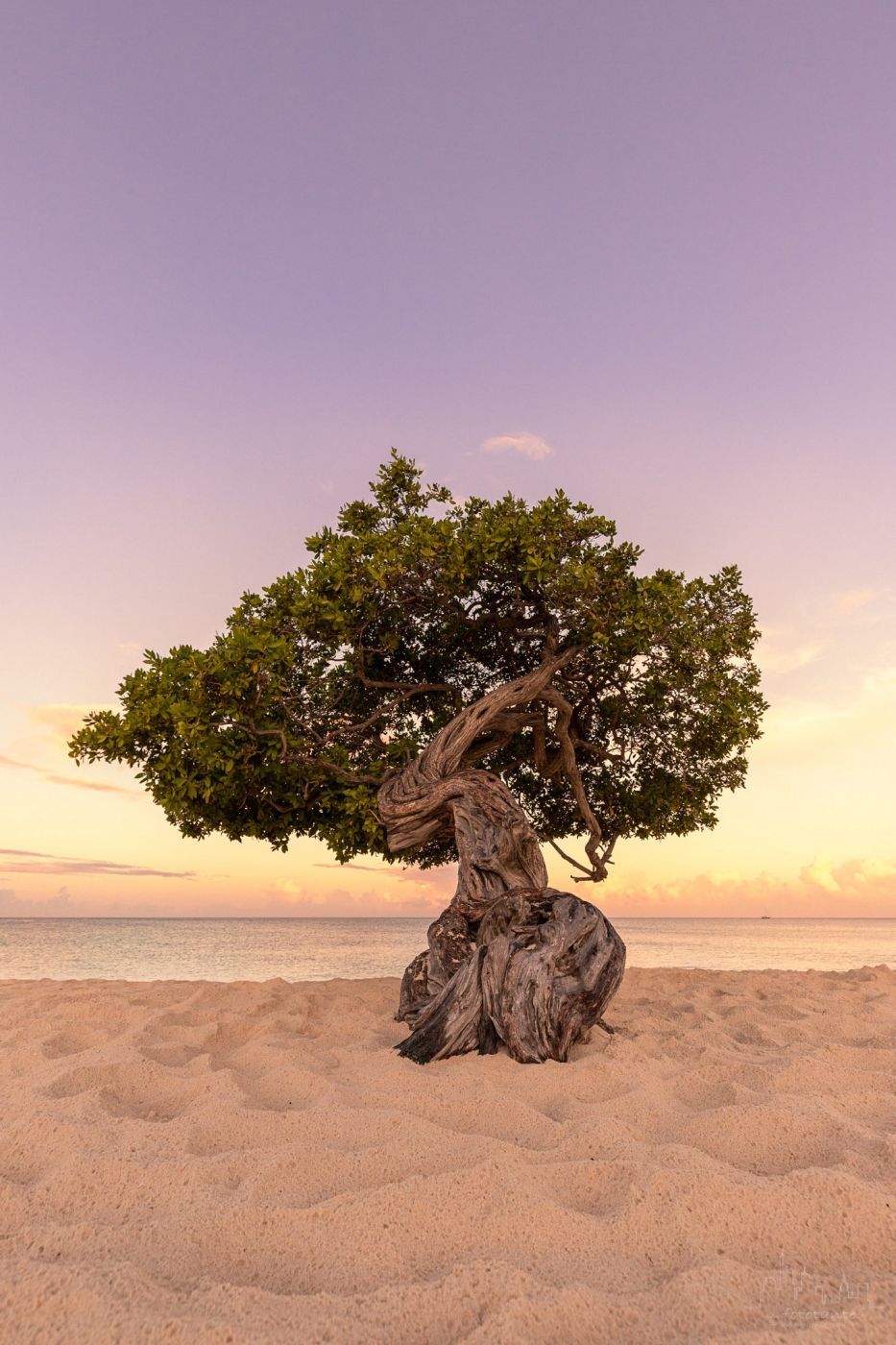 Fofoti Trees at the beach, Aruba