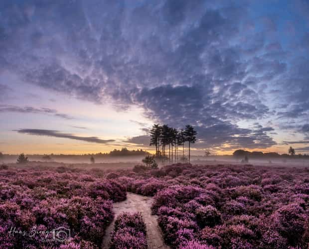 Flowering heather on the Treekerheide