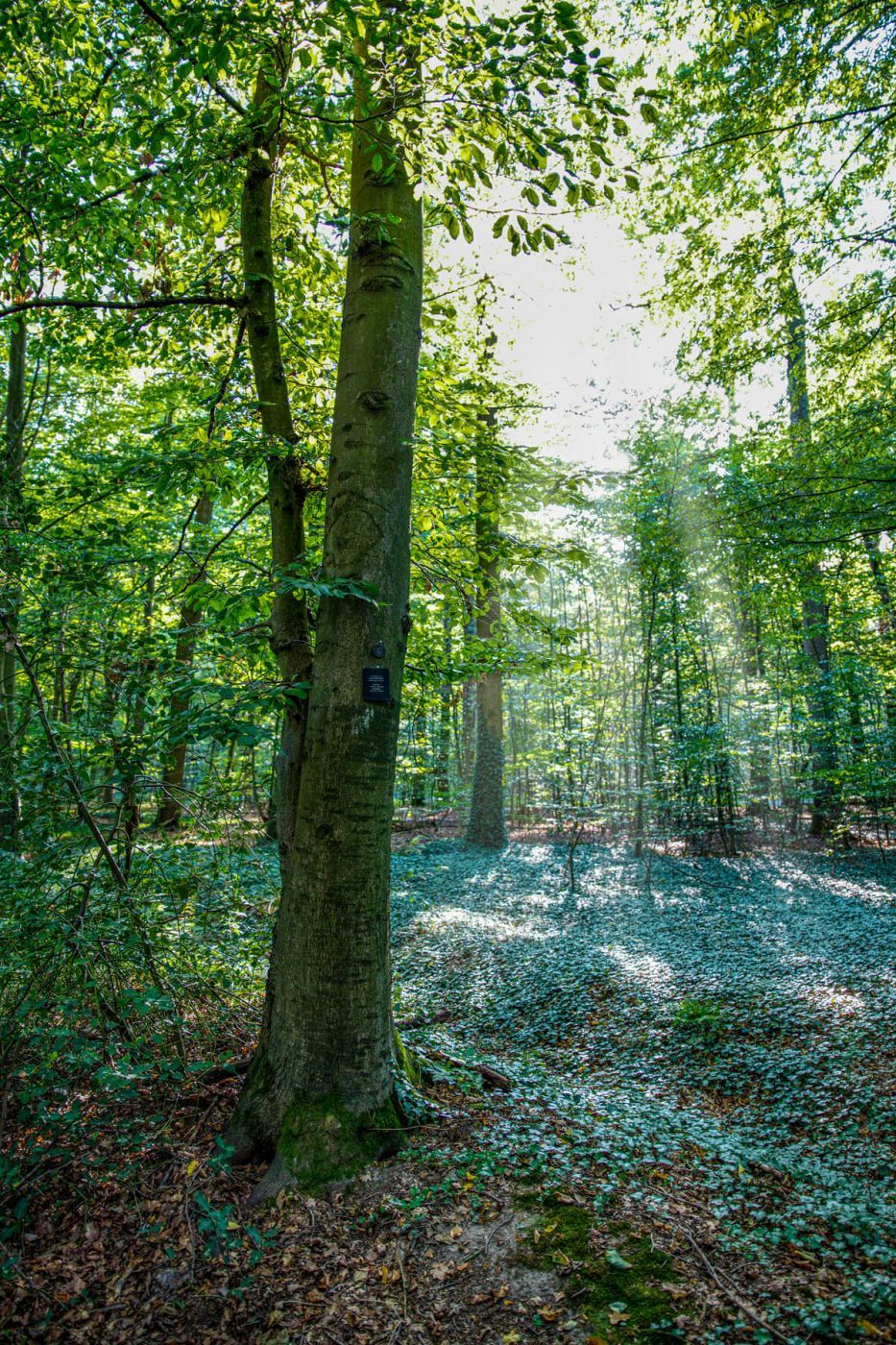 Friedwald near Uetze, Germany