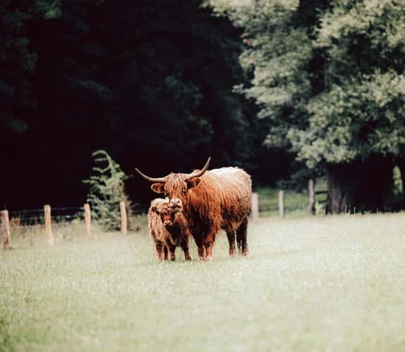 Highland Cows