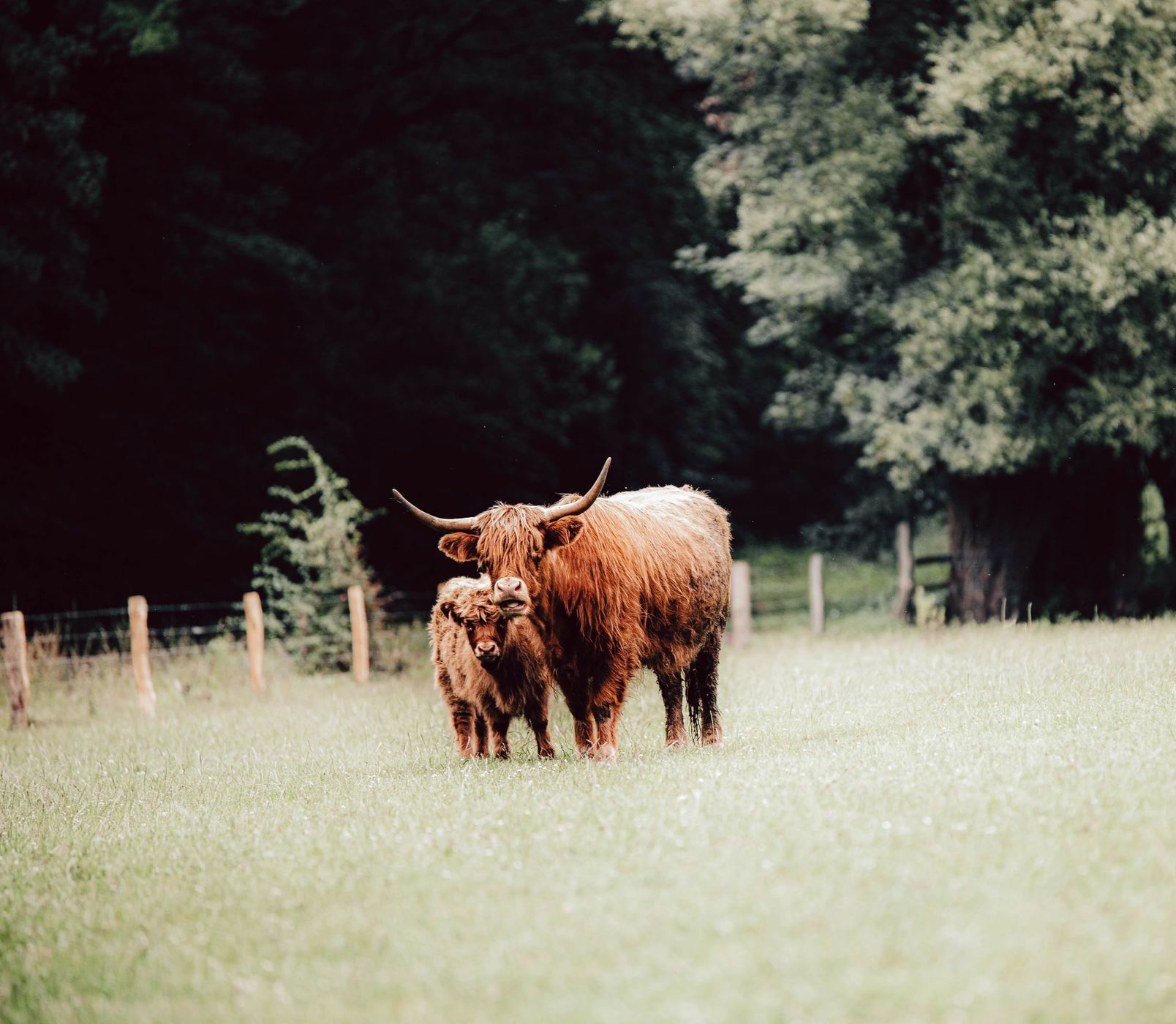Highland Cows, Belgium