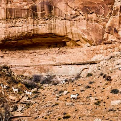 Horseshoe Canyon, USA