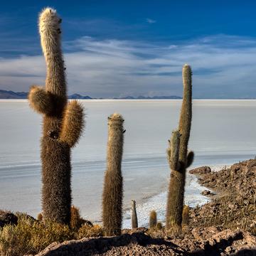Isla Incahuasi, Bolivia