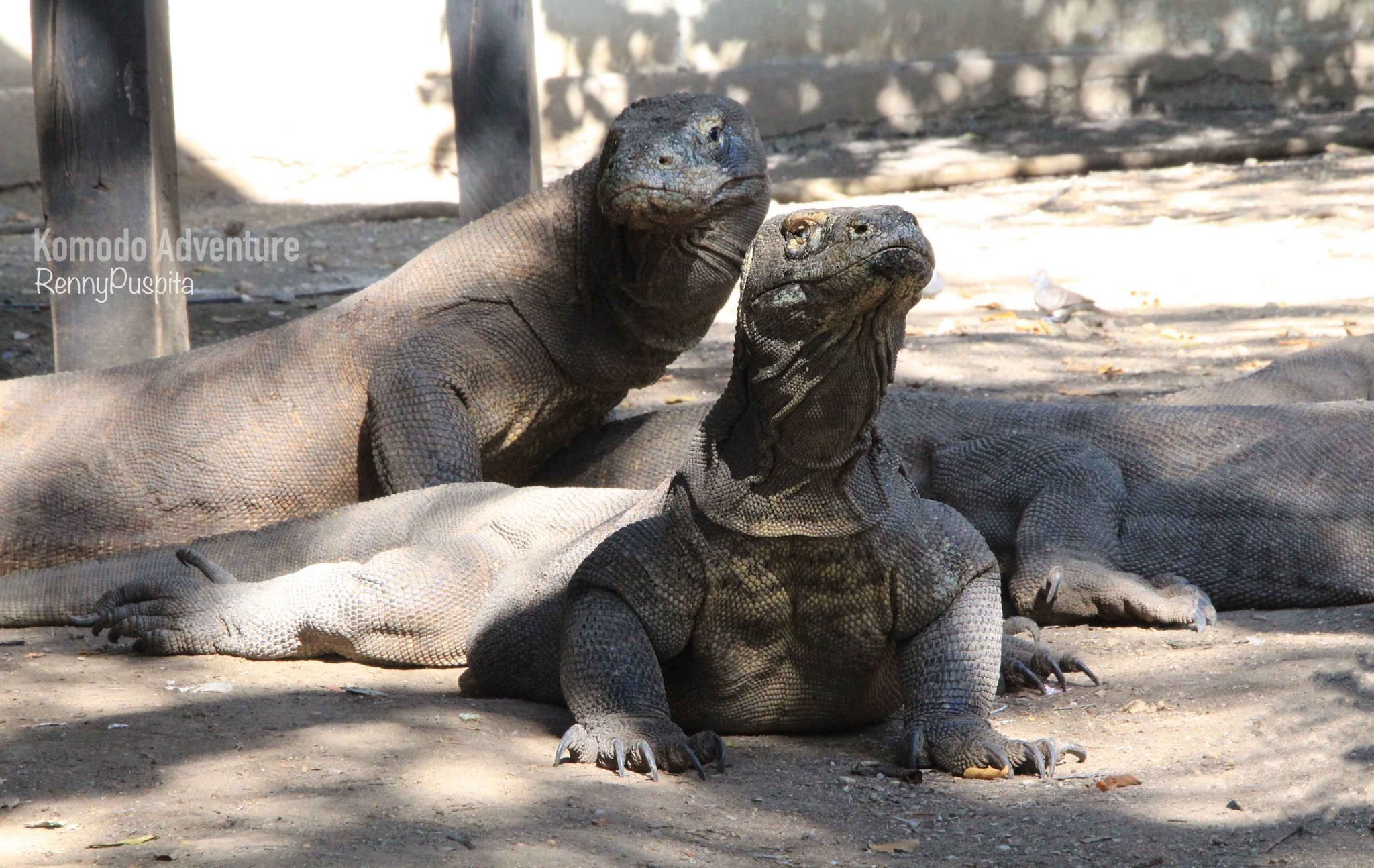 Komodo Island, Jurasic Park from Indonesia, Indonesia