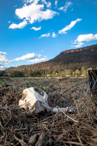Kangaroo Skull Wogan Valley, New South Wales