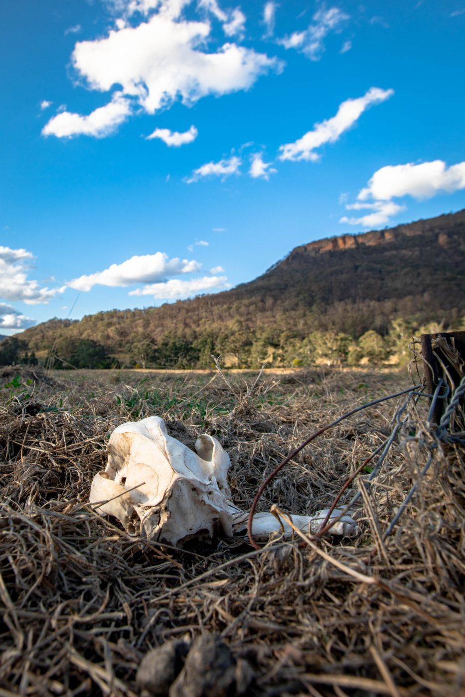 Kangaroo Skull Wogan Valley, New South Wales, Australia