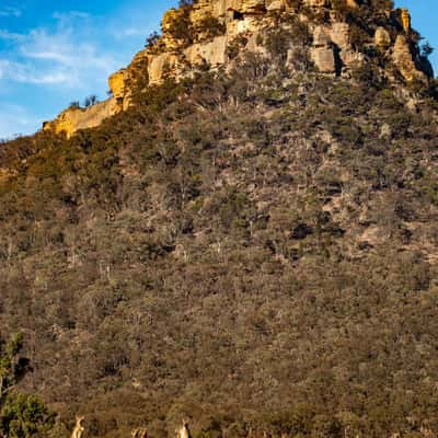 Kangaroos at the base of the mountain Wolgan Valley NSW, Australia