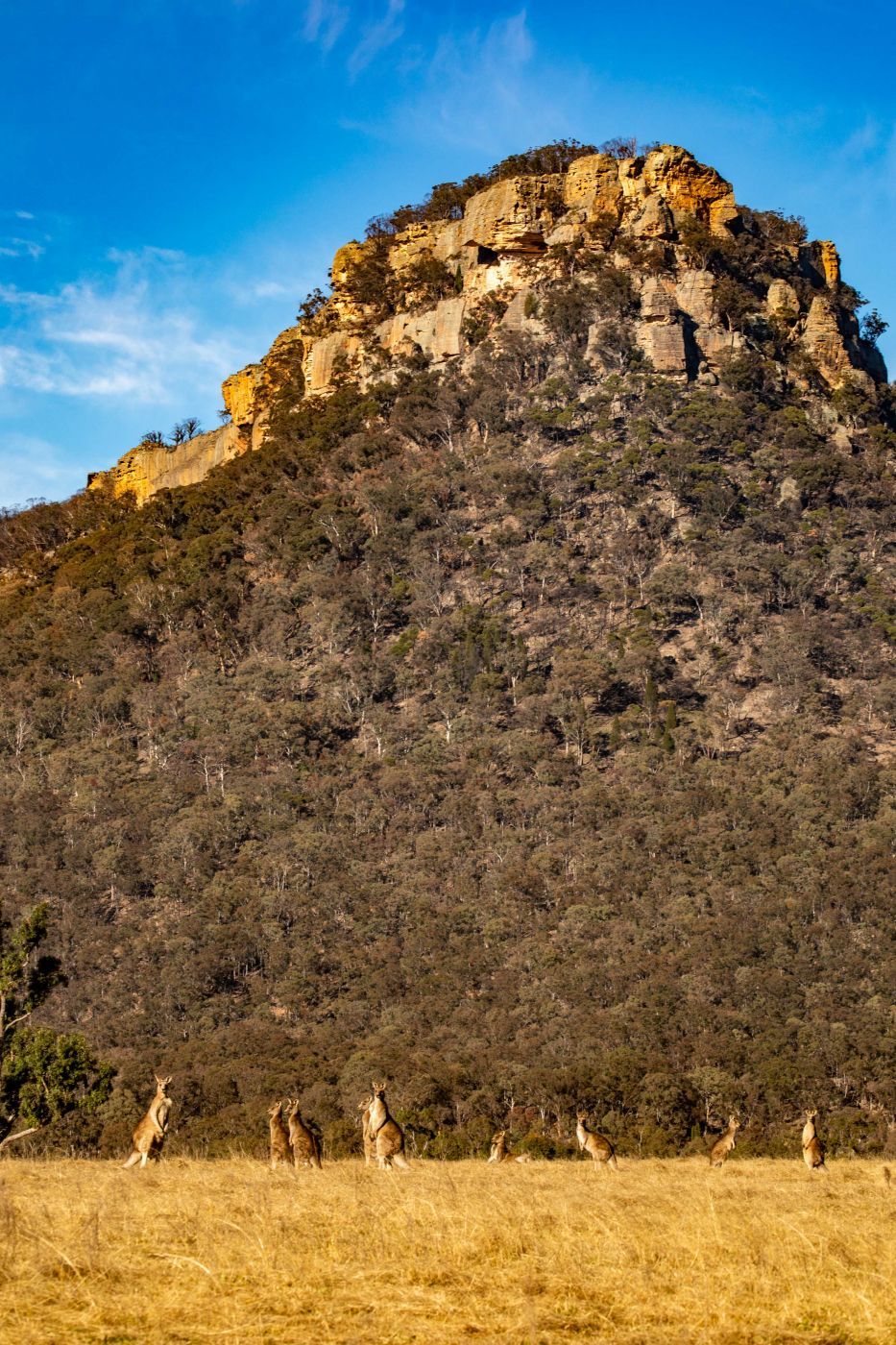Kangaroos at the base of the mountain Wolgan Valley NSW, Australia
