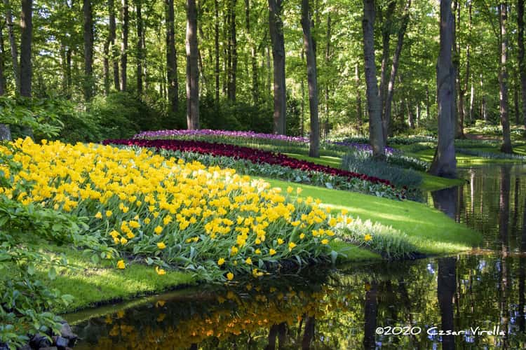 Keukenhof