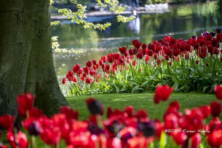 Keukenhof
