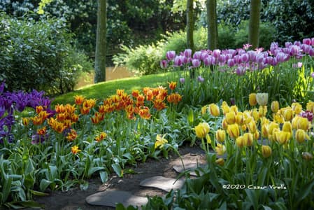 Keukenhof