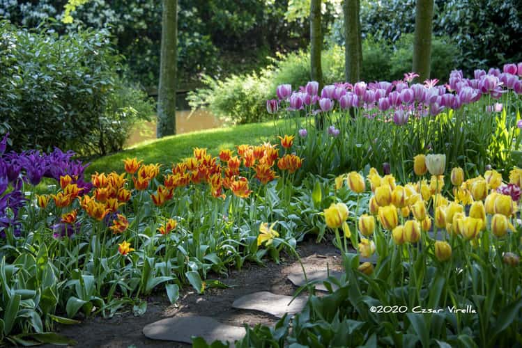 Keukenhof