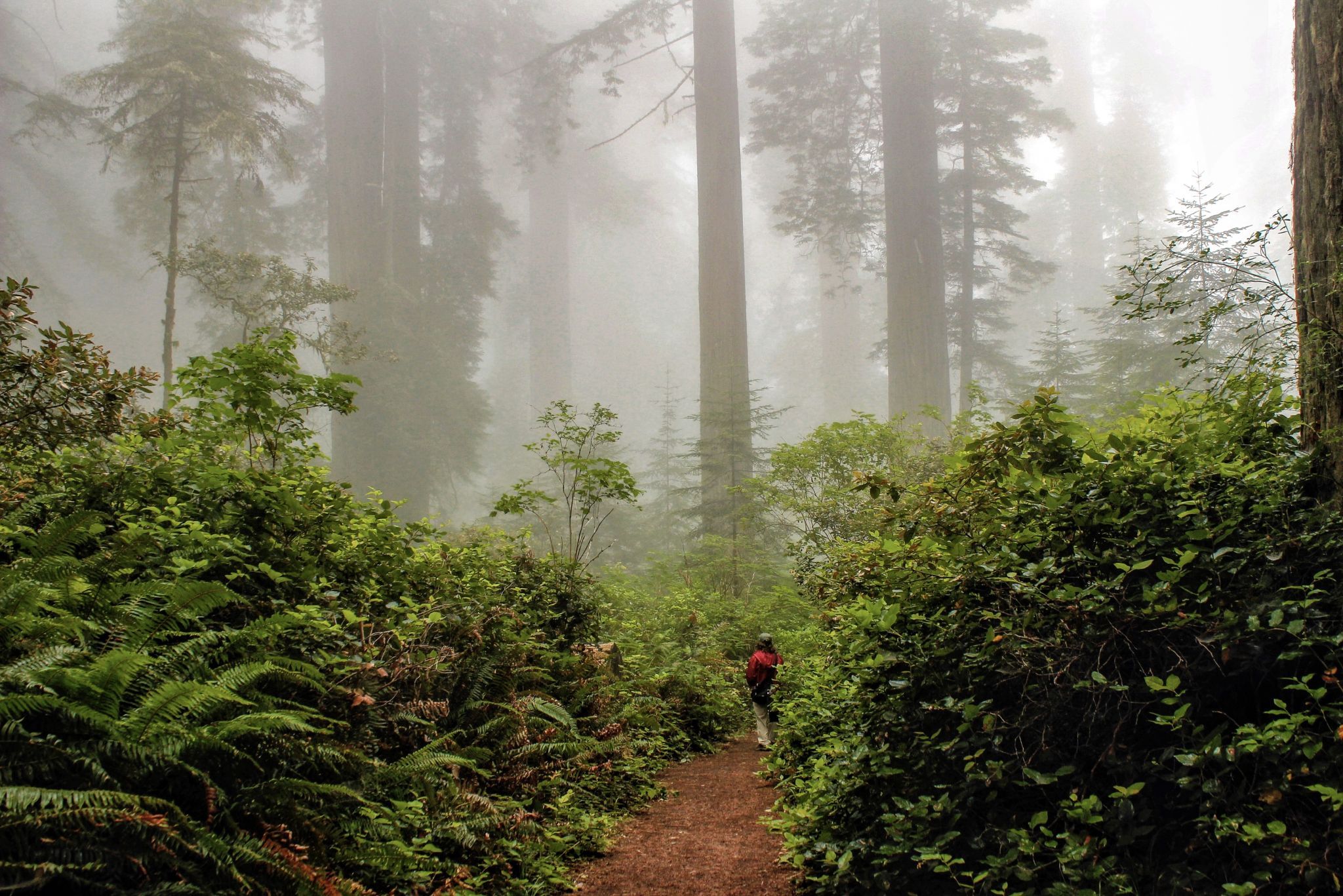 Lady Bird Johnson Redwood Grove, USA