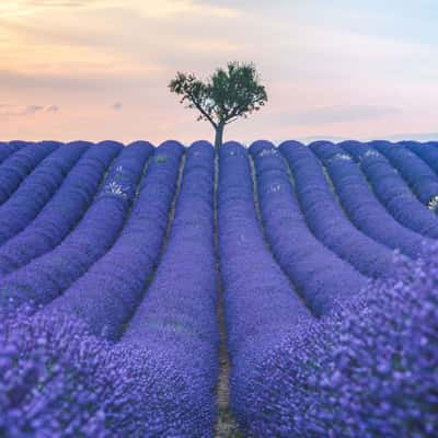 Lavender field in Valensole, France