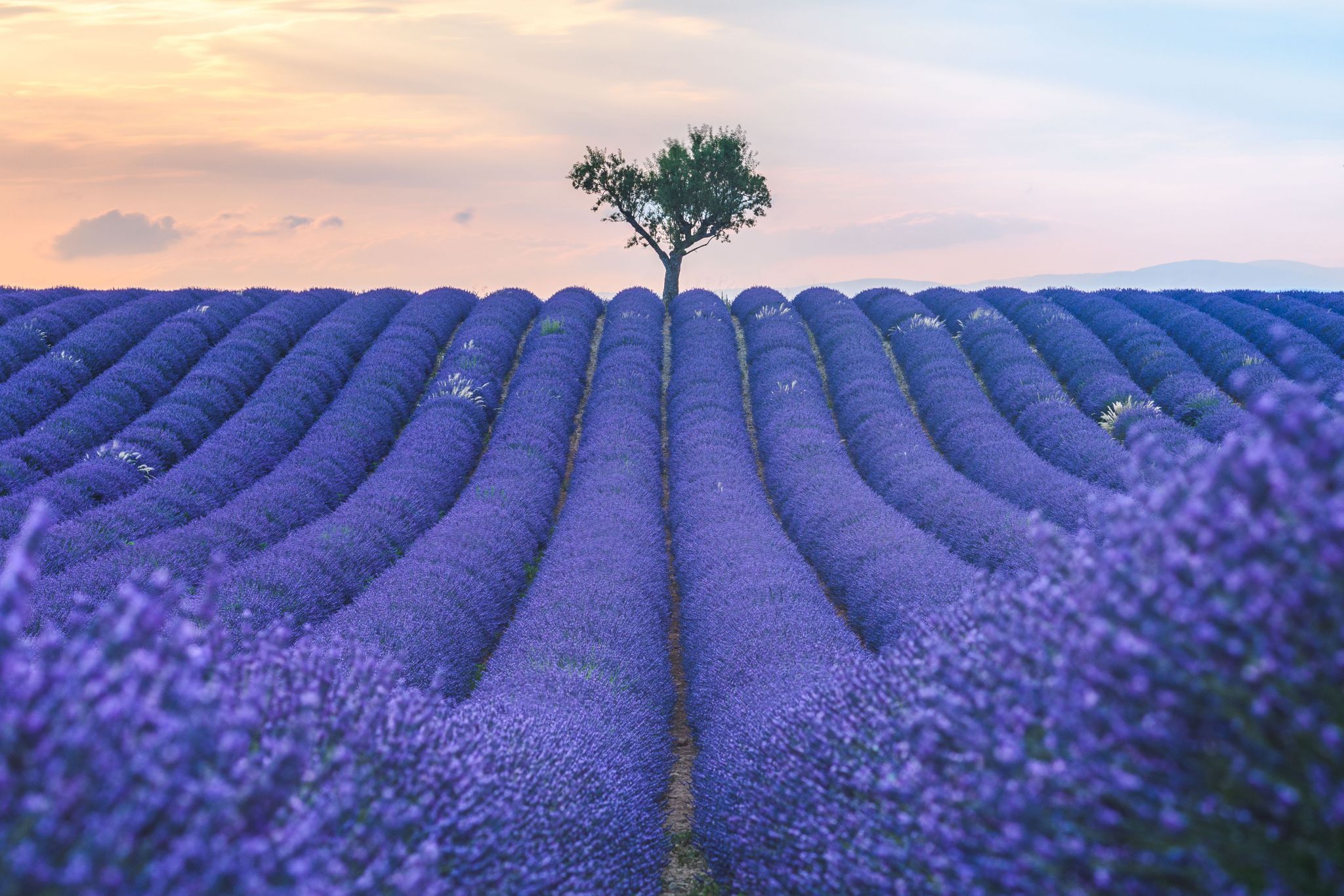 Lavender field in Valensole, France