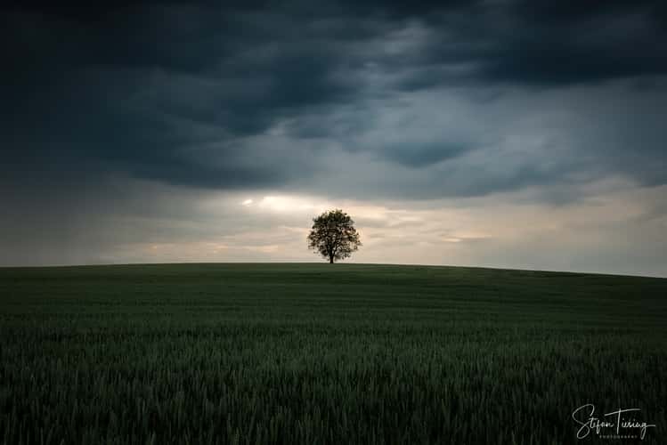 Lonely Tree near Schlierstadt