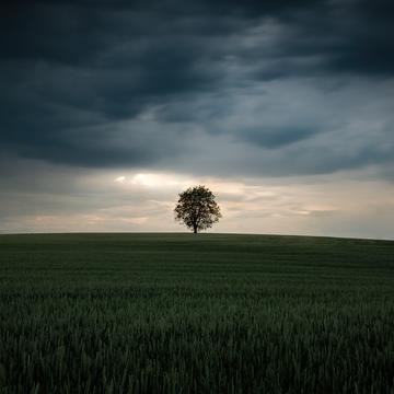 Lonely Tree near Schlierstadt, Germany