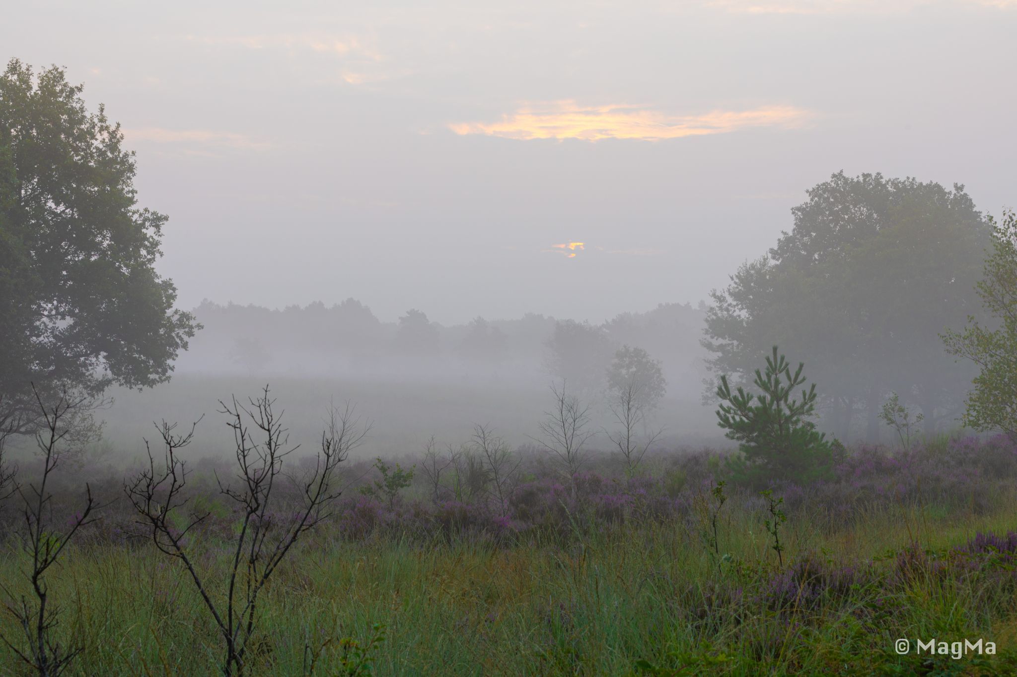 Mechelse Heide, Belgium