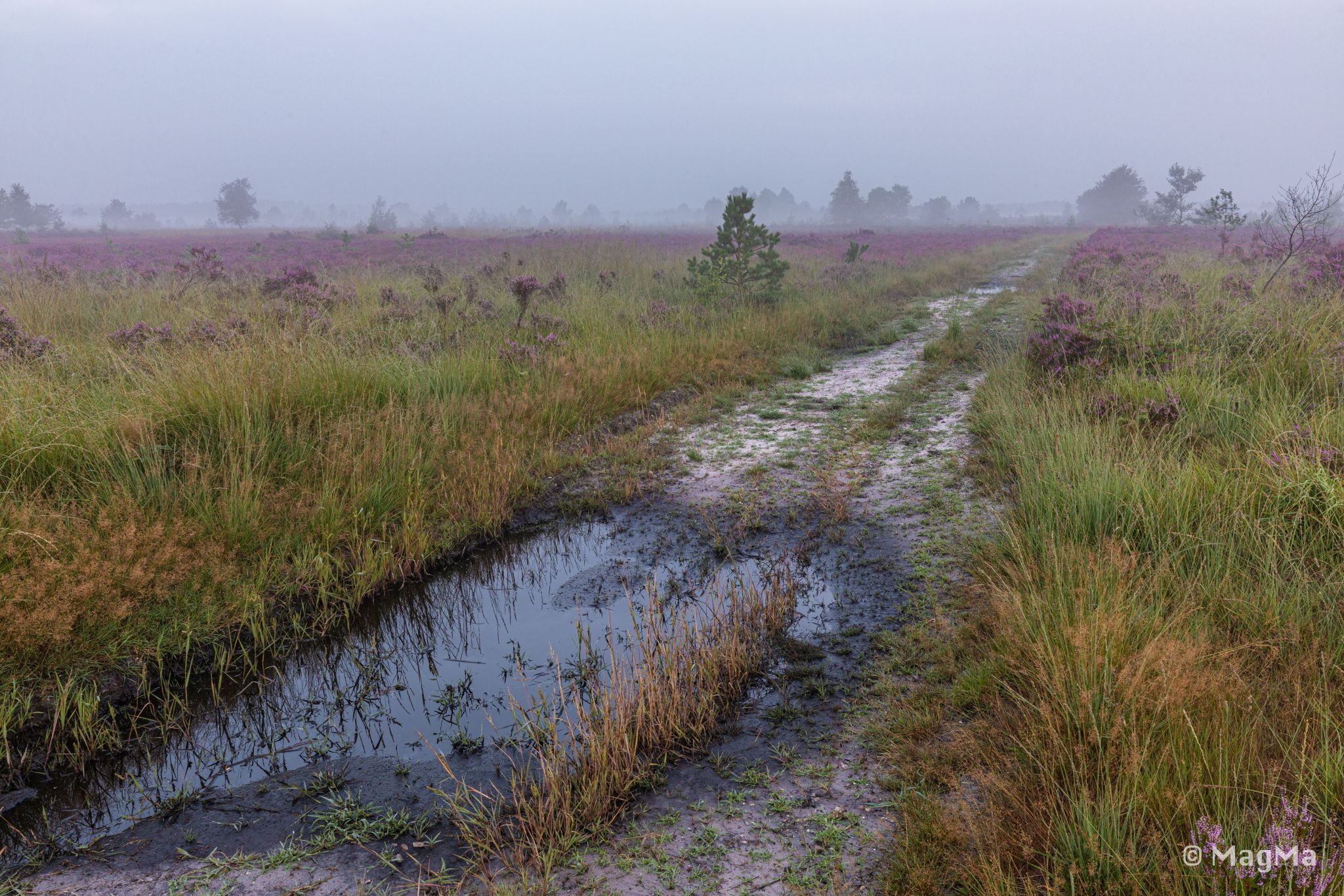Mechelse Heide, Belgium