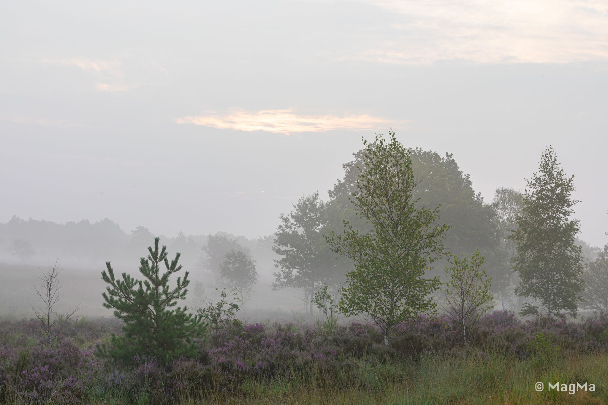 Mechelse Heide, Belgium