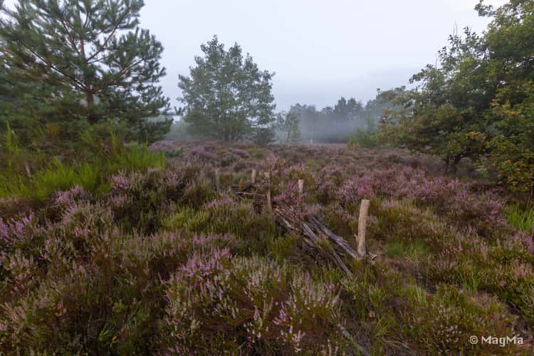Mechelse Heide