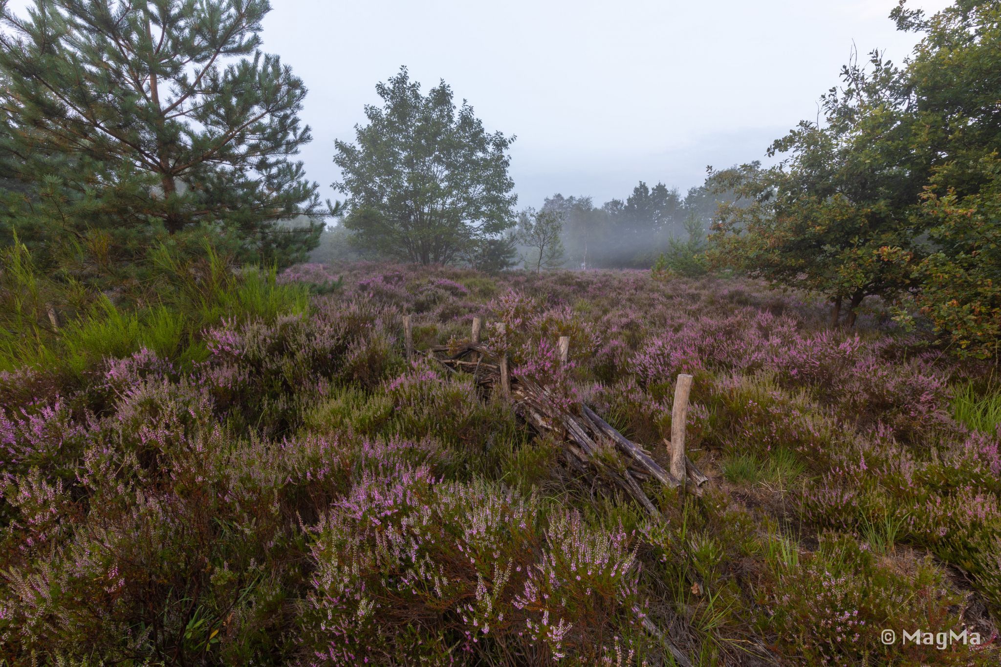 Mechelse Heide, Belgium