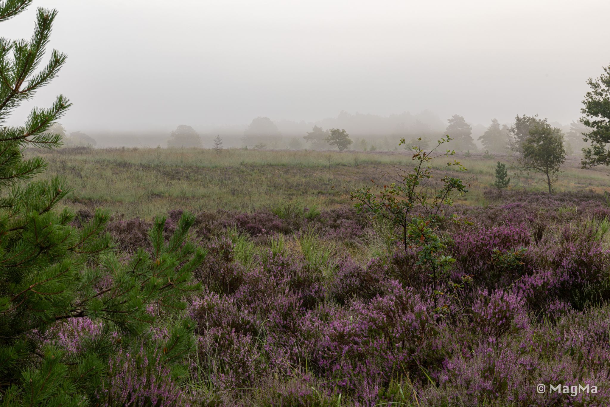 Mechelse Heide, Belgium