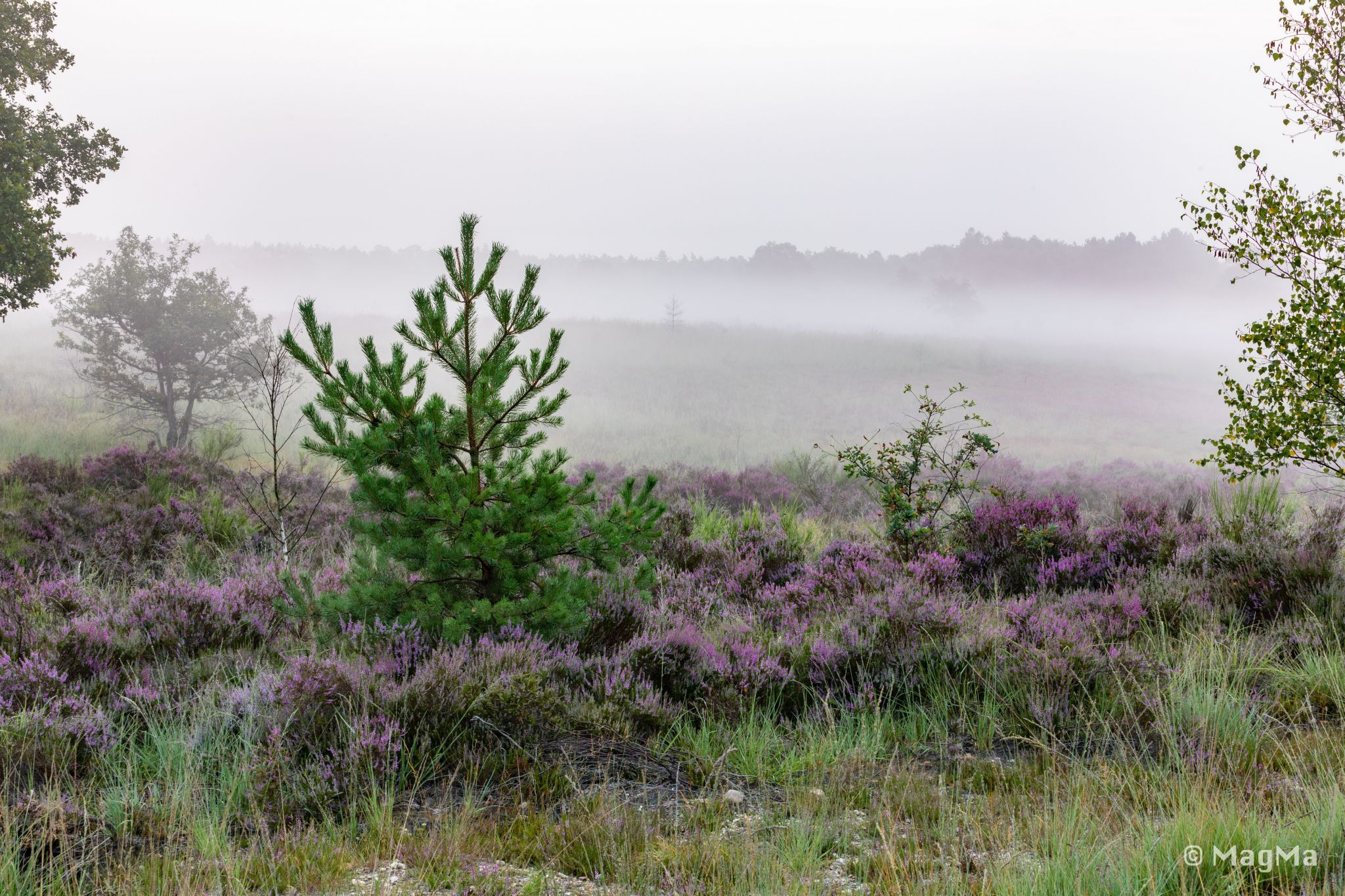 Mechelse Heide, Belgium