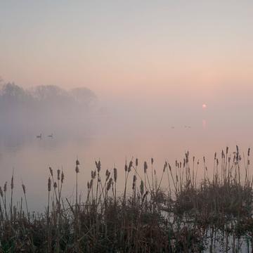 Misty sunrise in nature reserve Bourgoyen, Belgium