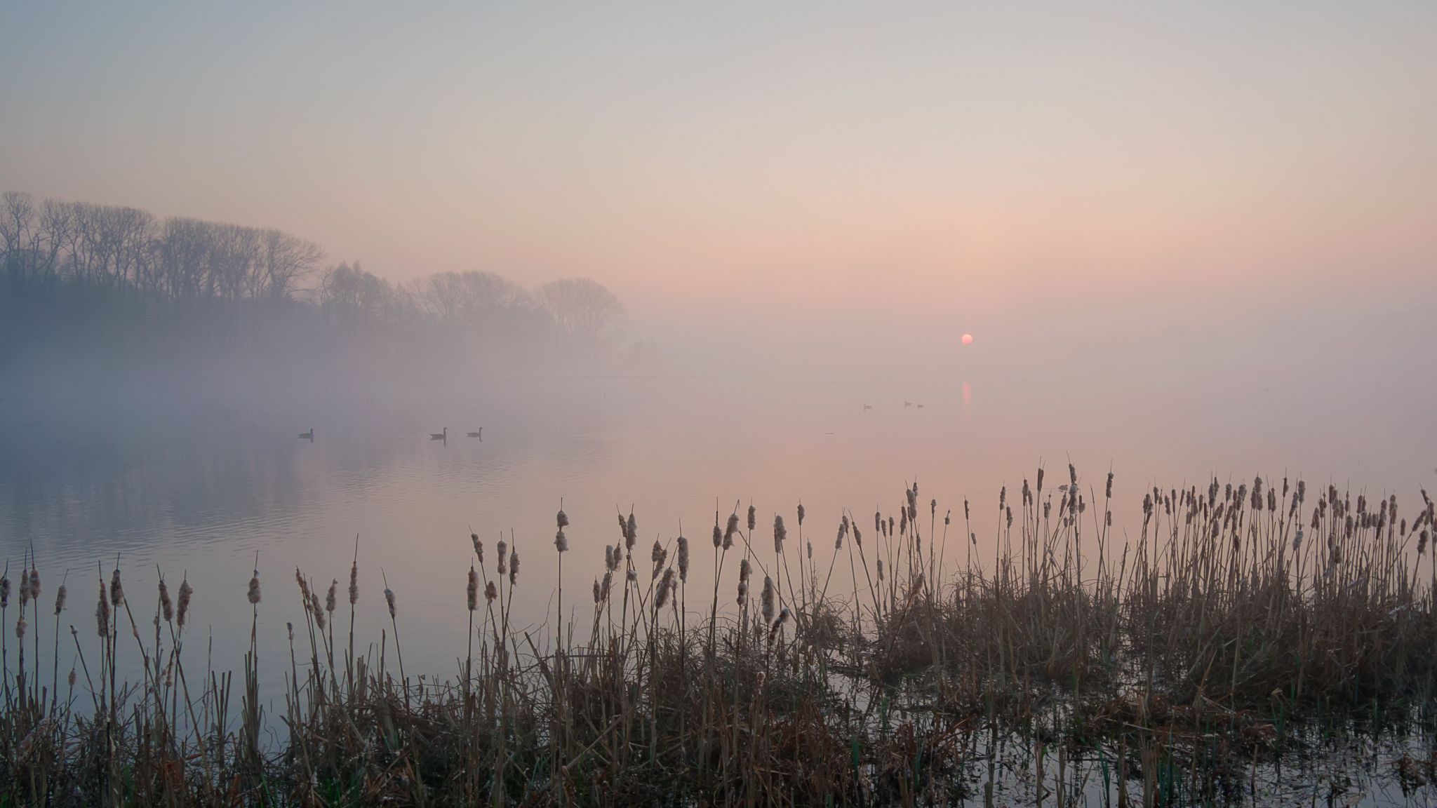 Misty sunrise in nature reserve Bourgoyen, Belgium