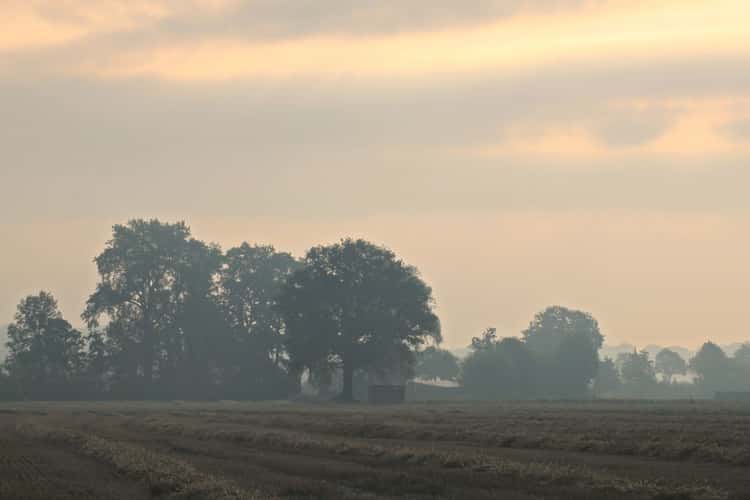 Morning mist