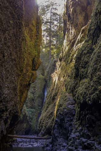 Oneonta Gorge