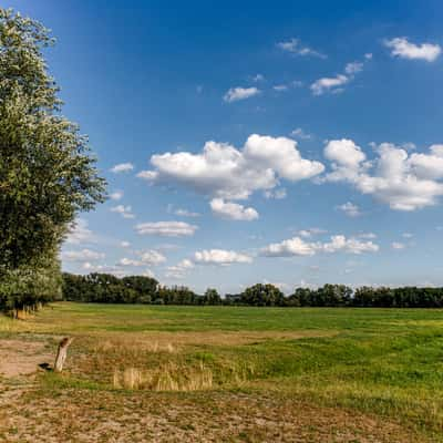 Oppershausen willows, Germany