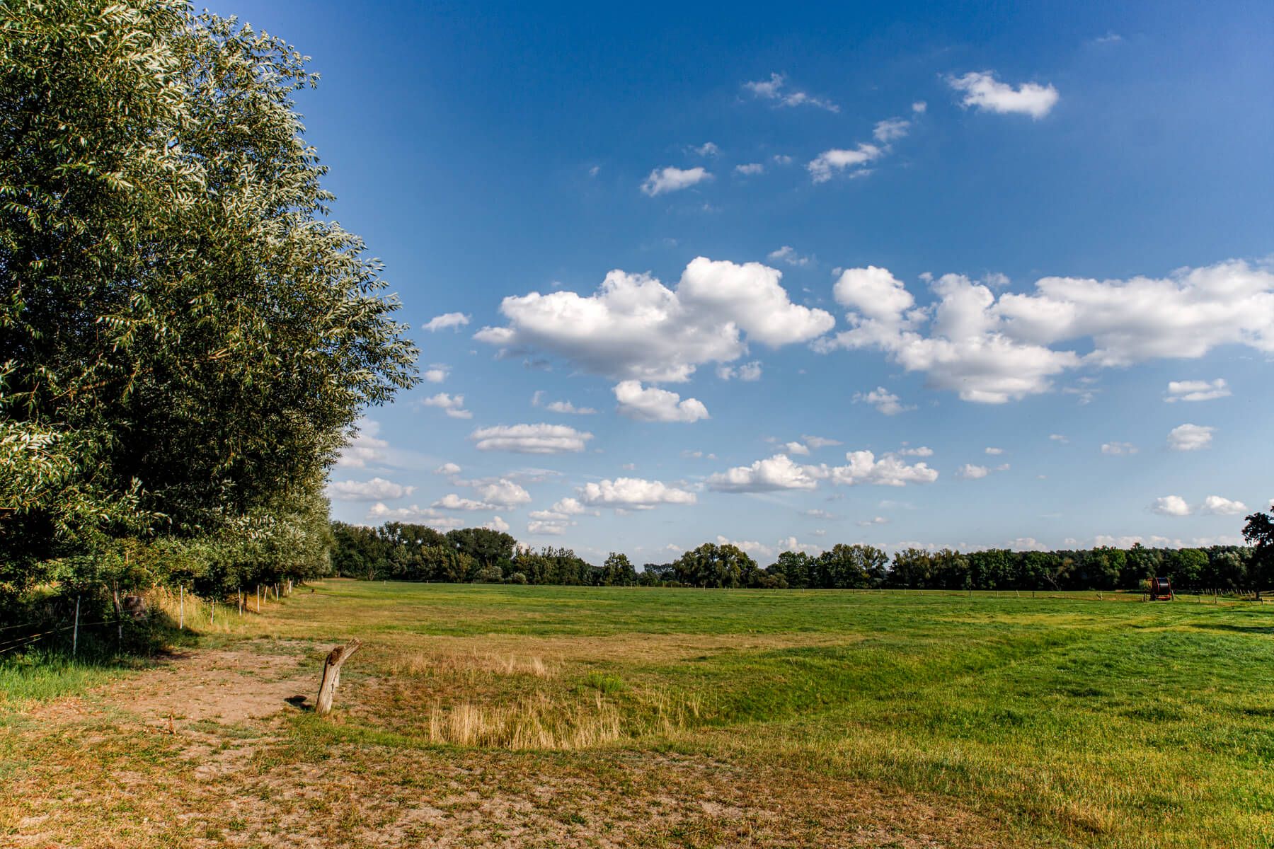 Oppershausen willows, Germany